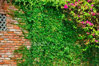 Thiết kế sân vườn