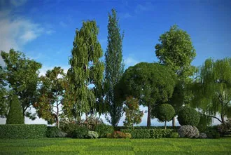Thiết kế sân vườn