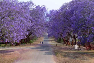 Thiết kế cảnh quan